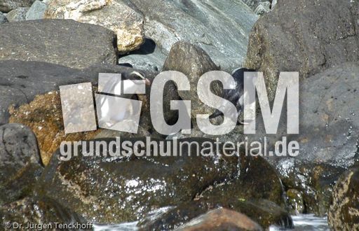 Dickschnabelpinguin (14 von 45).jpg